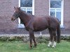 broodmare Holandra (KWPN (Royal Dutch Sporthorse), 1989, from Amethist)