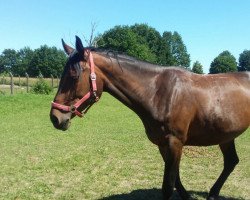 broodmare Isabella (German Warmblood, 2010)