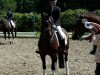 dressage horse Ringo Pride (German Riding Pony, 2007, from Proud Rocketti)