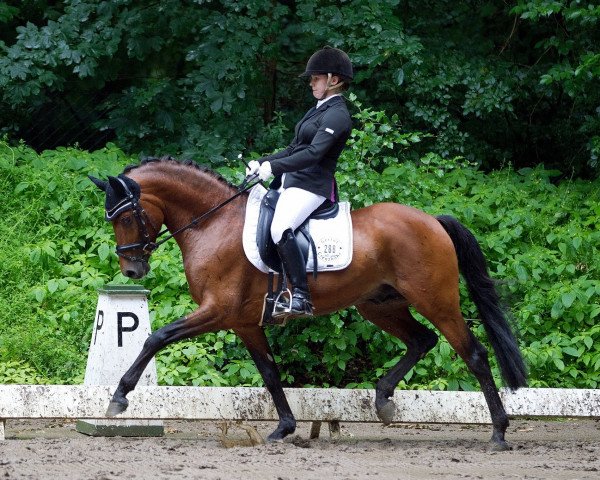 dressage horse Grenzhoehes Olivier K WE (German Riding Pony, 2009, from Ombri B)