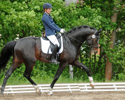 dressage horse Sweet Spot (Zweibrücken, 2009, from Sir Gregory)