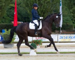 dressage horse Syndikat Deluxe (Württemberger, 2010, from San Amour I)