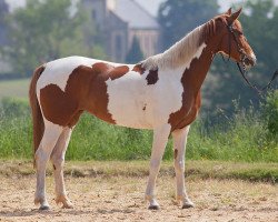 broodmare Unna 7 (German Warmblood, 2012, from Chess M)