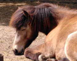 horse Fengur vom Herpelhof (Iceland Horse, 2011, from Merlin von Windeck)