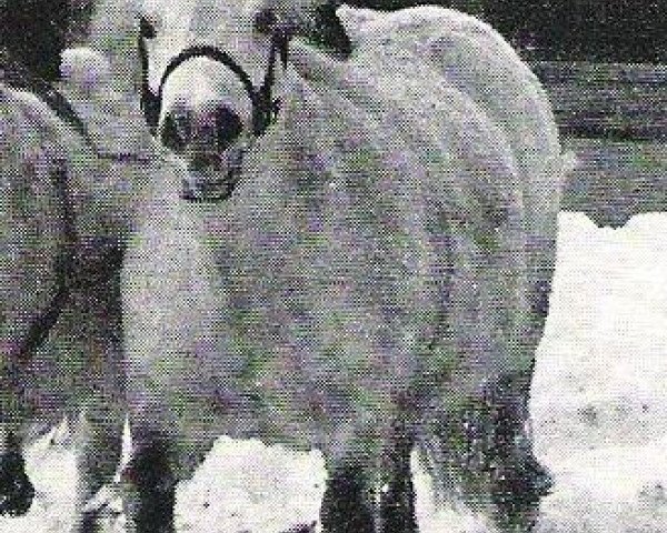Zuchtstute Julchen (Shetland Pony, 1962, von Pero)