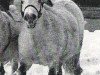 Zuchtstute Julchen (Shetland Pony, 1962, von Pero)
