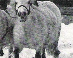 broodmare Julchen (Shetland Pony, 1962, from Pero)