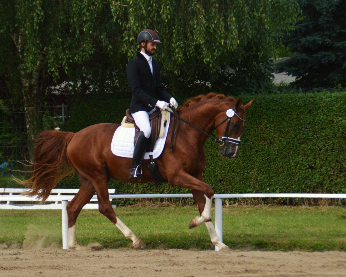 Dressurpferd Quid Pro Quo 3 (Deutsches Sportpferd, 2013, von Quadroneur)