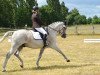 dressage horse Pepe's Delight (German Sport Horse, 2003, from Prinz Romadour)