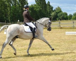 dressage horse Pepe's Delight (German Sport Horse, 2003, from Prinz Romadour)