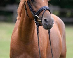 horse Diamond Rose (Deutsches Reitpony, 2012, from Diamond of Lord RB)