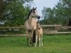 dressage horse Dancing Princess (German Riding Pony, 2016, from Diamond Touch NRW)