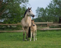 dressage horse Dancing Princess (Deutsches Reitpony, 2016, from Diamond Touch NRW)