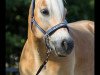 dressage horse Beluga (Haflinger, 2006, from Barkas)