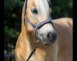 dressage horse Beluga (Haflinger, 2006, from Barkas)