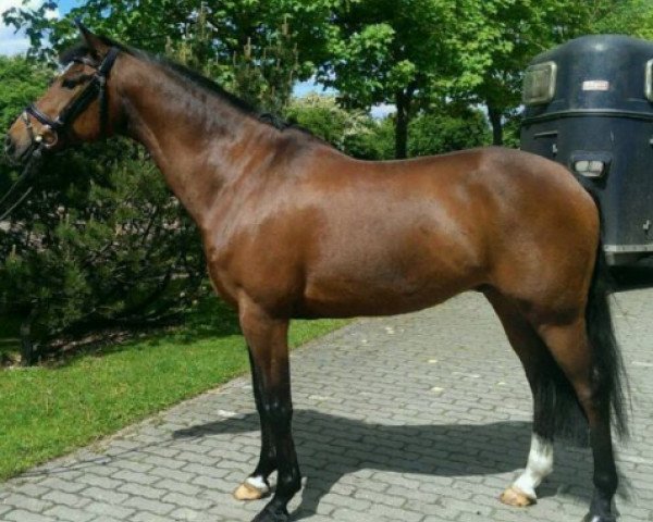 horse New Fashion (German Riding Pony, 2004, from Neckar)