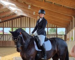 dressage horse Stradivari 37 (Hanoverian, 2013, from Sir Donnerhall I)