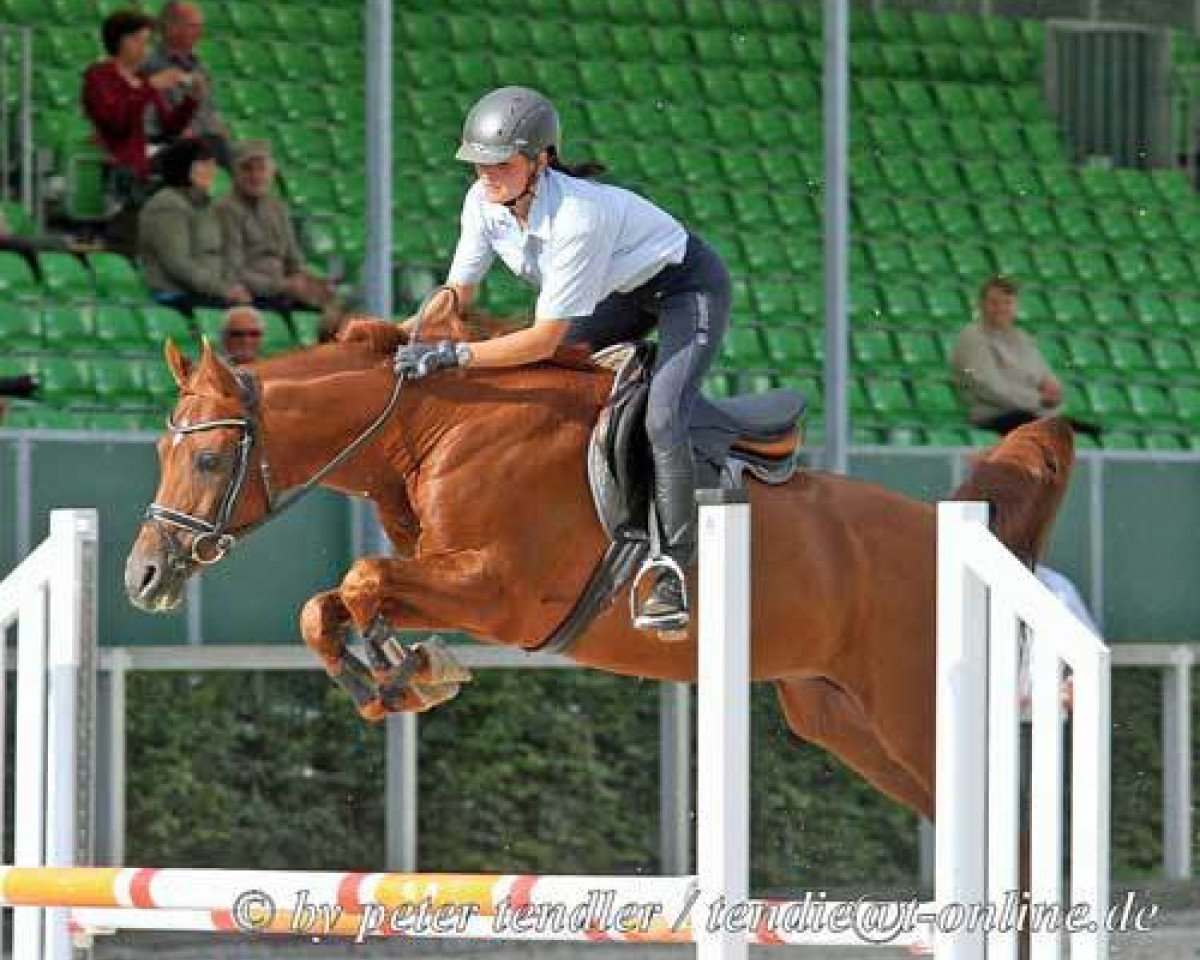 stallion EXPERT ox (Arabian purebred, 2000, from Monograf ox)