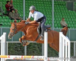 stallion EXPERT ox (Arabian thoroughbred, 2000, from Monograf ox)