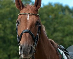 dressage horse Red Baron 6 (Hanoverian, 2002, from Rubin Royal OLD)