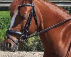 dressage horse A Girl Called Tiffy (German Riding Pony, 2008, from Golden Atreju)