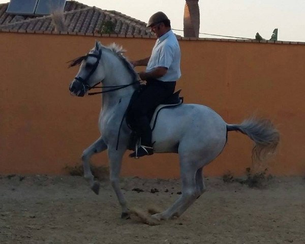 Pferd OPORTO (Hispano-Araber, 2007)