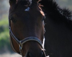 dressage horse Cosima 237 (Hanoverian, 2009, from Cosinhus)