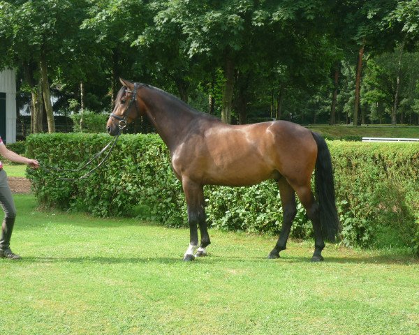 dressage horse Honduras (Westphalian, 2012, from Jazzmate)