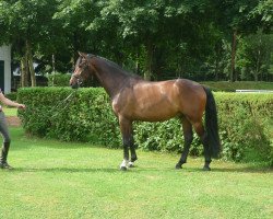 dressage horse Honduras (Westphalian, 2012, from Jazzmate)