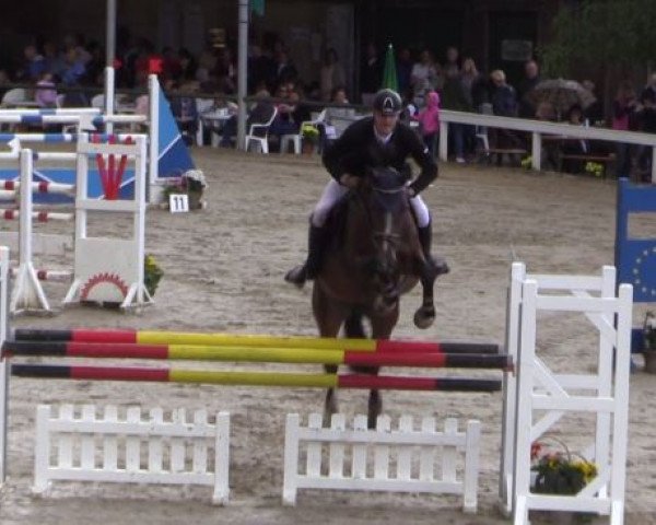 Springpferd Quinara (Holsteiner, 2006, von Quidam de Revel)