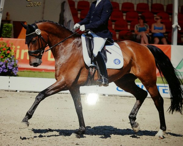 dressage horse Sensationell 2 (Hanoverian, 2009, from Scolari)
