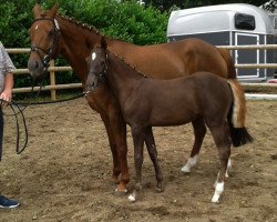 dressage horse Dancing Queen (German Riding Pony, 2016, from Davenport II)