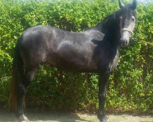 broodmare Shakira (Andalusians/horse of pure Spanish race, 2012)