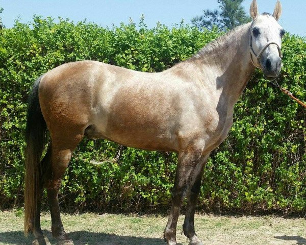 Pferd LOBATO (Pura Raza Espanola (PRE), 2008)