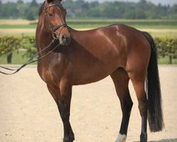 dressage horse Fatharina (Rhinelander, 2006, from Fürst Piccolo)