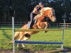 dressage horse Wilma (Haflinger, 2010, from Merlin)