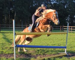 dressage horse Wilma (Haflinger, 2010, from Merlin)