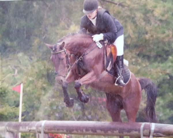 horse Zangabeel (Arabian thoroughbred, 1991, from Galba ben Afas ox)