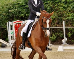 dressage horse Fürst Fabio 4 (Westphalian, 2010, from Fürst Wilhelm)