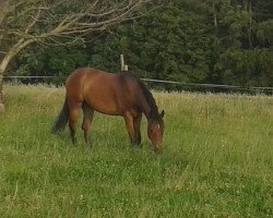 dressage horse Nanto 6 (German Riding Pony, 2009, from Nuts)