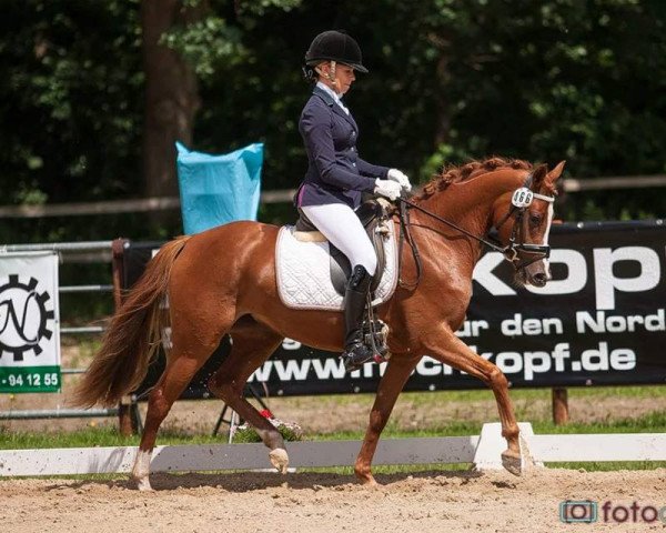 broodmare For Me GM (German Riding Pony, 2013, from Nadir vom Splitting WE)
