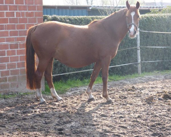 broodmare For You (German Riding Pony, 2002, from Dressman)