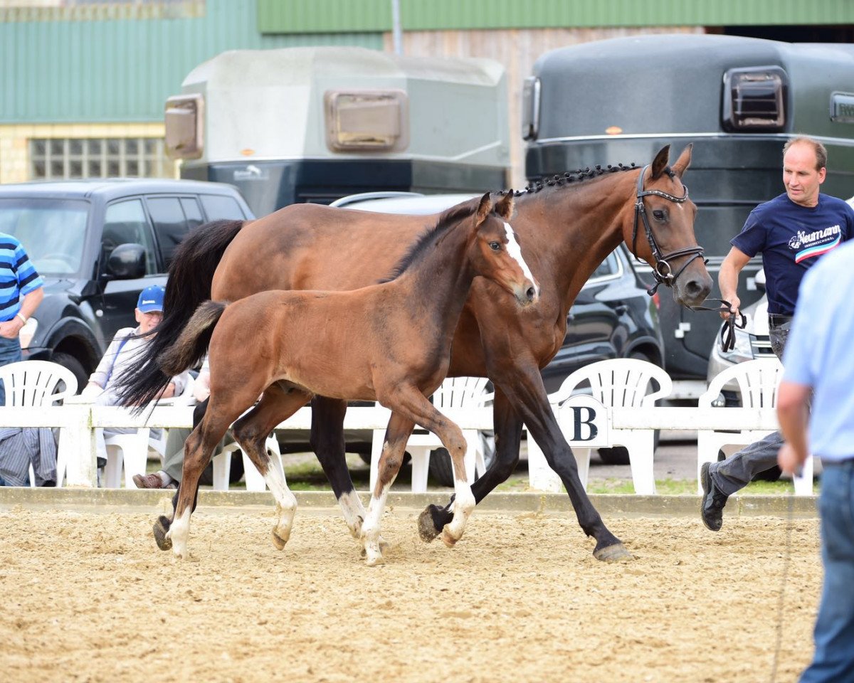 stallion Chuck 53 (Holsteiner, 2016, from Cascadello)