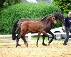 broodmare Bib Fortuna (Holsteiner, 2009, from Indoctro)