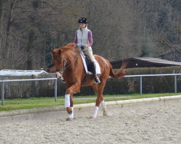 dressage horse Rock me Amadeus 7 (Westphalian, 2011, from Repertoire 4)
