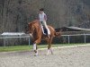 dressage horse Rock me Amadeus 7 (Westphalian, 2011, from Repertoire 4)