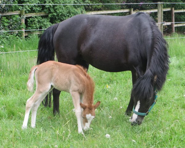 Zuchtstute Coffee´s Tico (Welsh Pony (Sek.B), 2016, von Tivoli II)