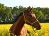 broodmare Josefine 60 (Oldenburg, 2006, from Glock's Johnson Tn)