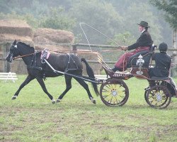 broodmare Coffeecat (Welsh-Pony (Section B), 2003, from Constantin)