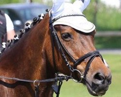 dressage horse Kanbika (New Forest Pony, 1991, from Vernons Vineyard)